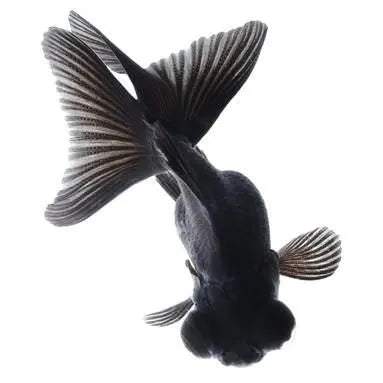 Black Moor goldfish (3-4cms) | Single