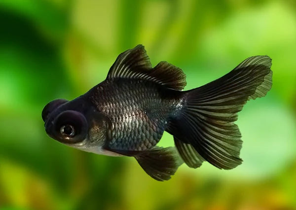 Black Moor goldfish (3-4cms) | Single