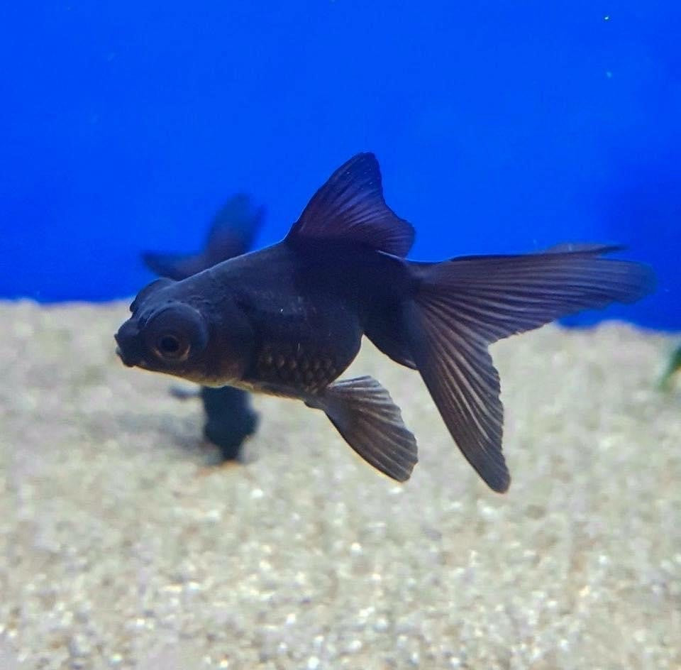 Black Moor goldfish (3-4cms) | Single