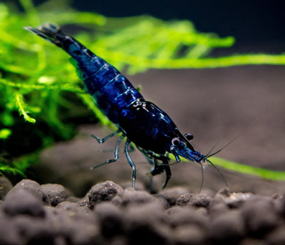 Blue Shrimp | Single