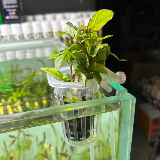 Plant cultivaion cup with plant