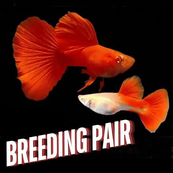 Red Guppy breeding Pair