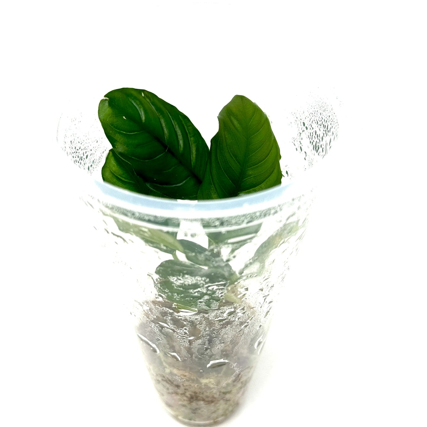 TC-Anubias Coffefolia | ADA LC056