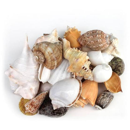 Sea shells | mixed | 100g