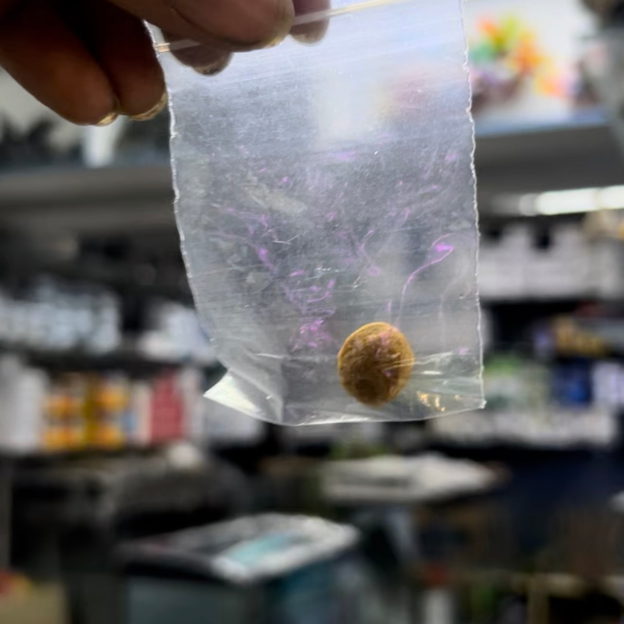 Grindal worm culture + Harvesting box + Culture feed Free
