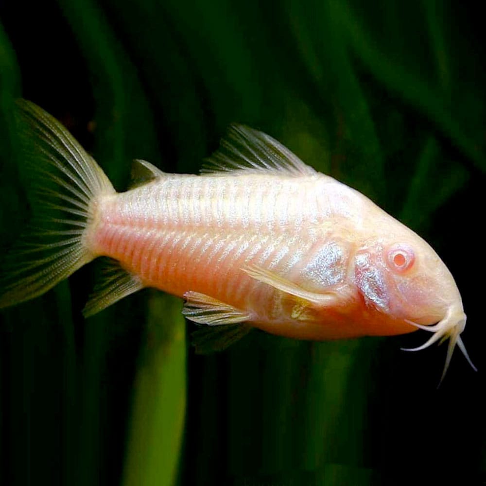 Albino Corydoras | Single