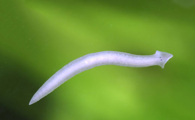 STOP Planaria
