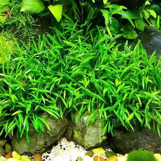 TC-Cryptocorne Lucens