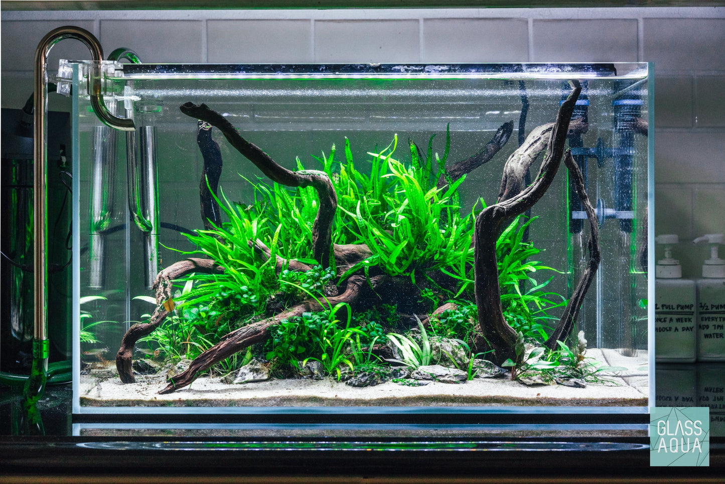 Pot Trident Fern