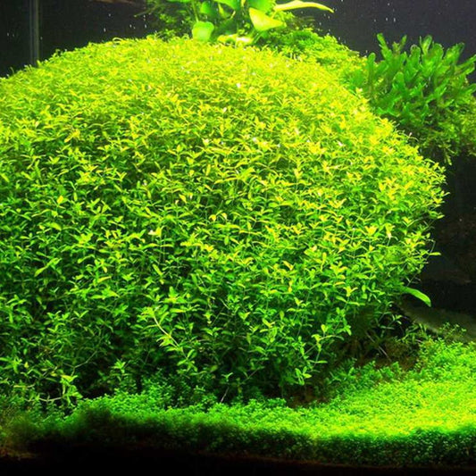 ADA TC-Hemianthus Micranthemoides (Pearl Weed)