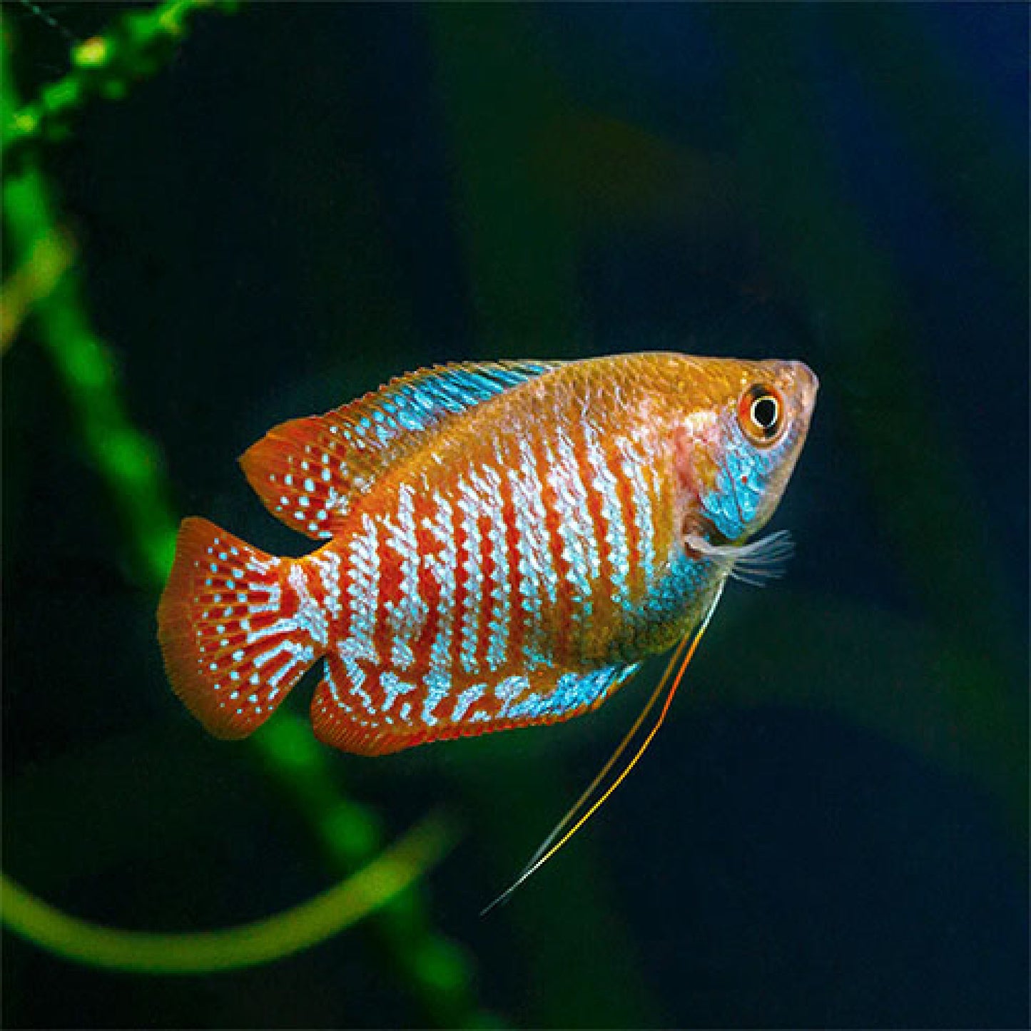 Led Lighting for Dwarf Gourami: Enhance Color & Health Instantly