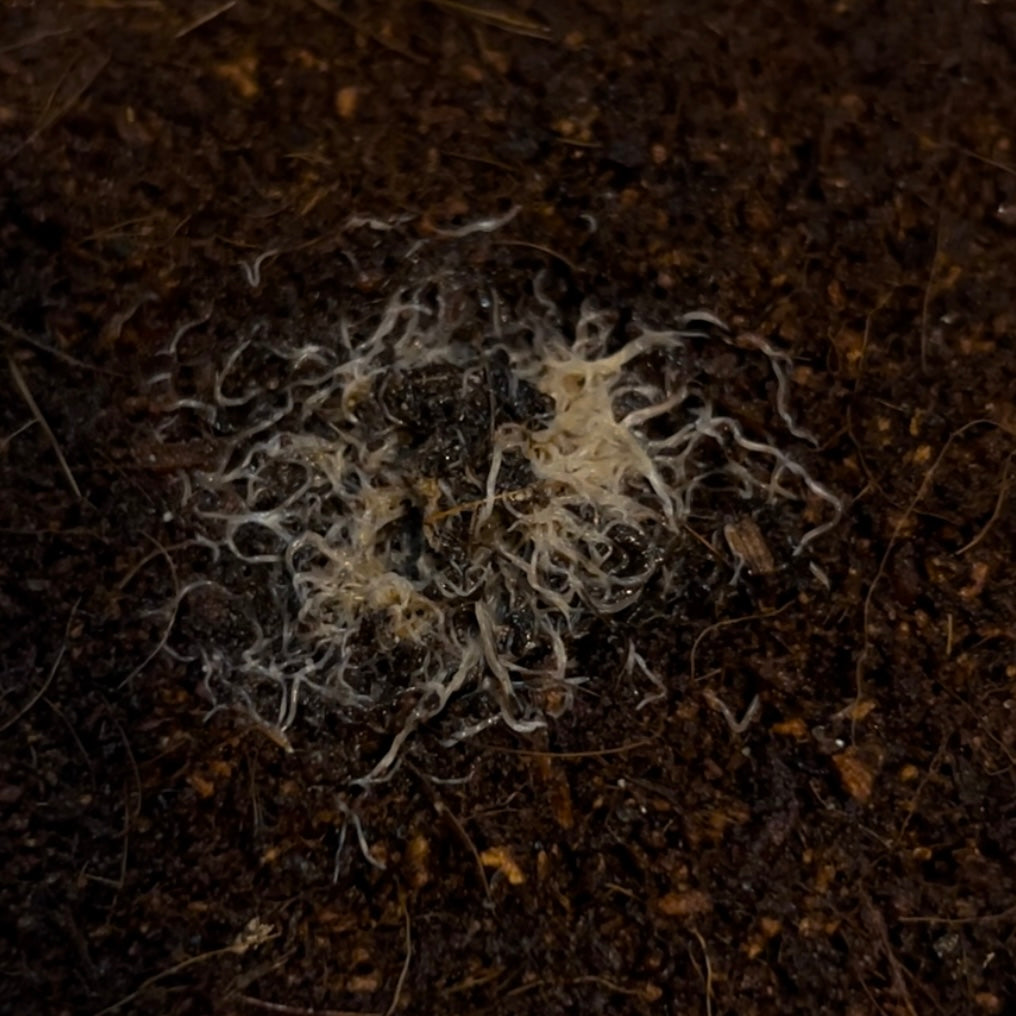 Grindal worm culture + Harvesting box + Culture feed Free