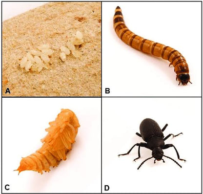 Superworms | Live | 2 inch size