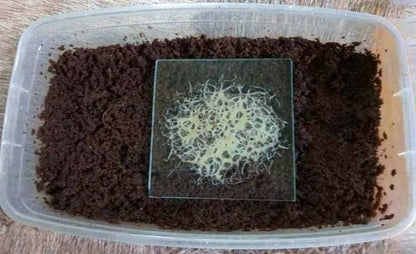 Grindal worm culture + Harvesting box + Culture feed Free