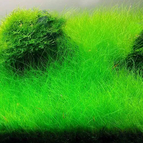 ADA TC-Eleocharis Parvula