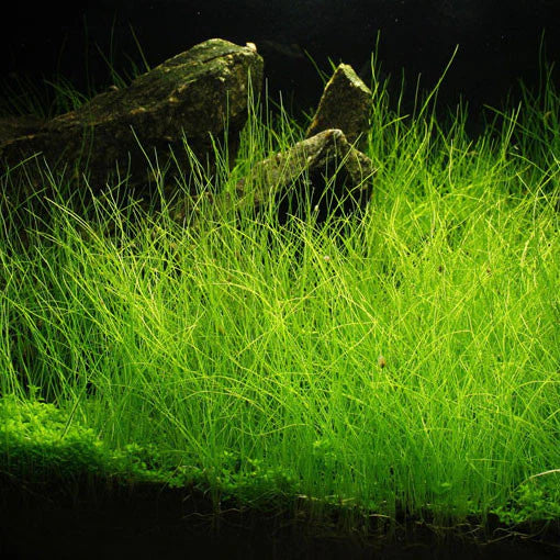ADA TC-Eleocharis  Acicularis