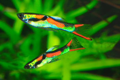 Endlr Guppy | 1-2cms | Single