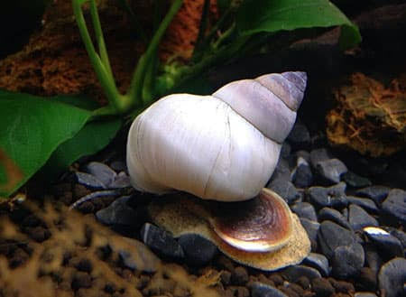 White wizard snail / Ghost snail | 2-3 cms