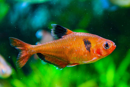 Sarpae tetra |1-2cms | Single