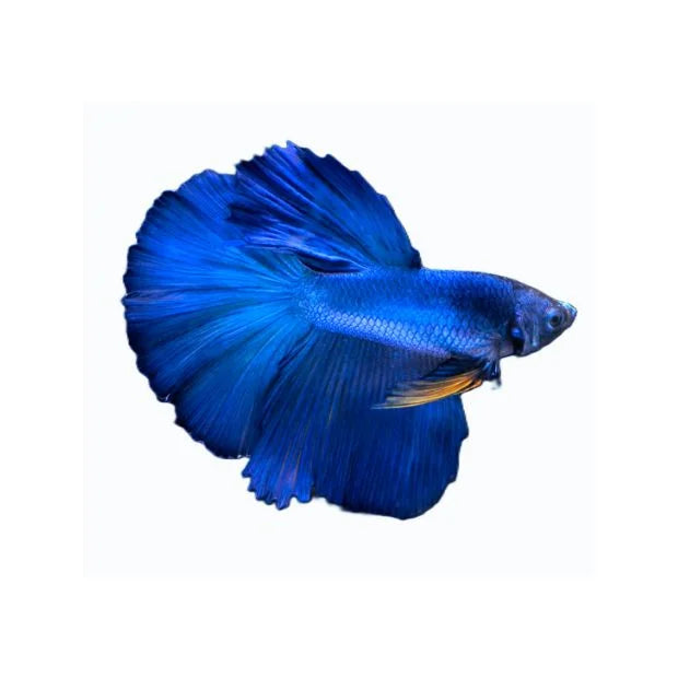Royal Blue Betta fish