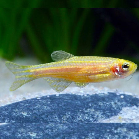 Golden Zebra Danios |1-2cms | Single