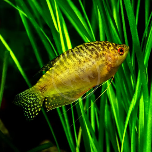 Golden Yellow Gourami | Single