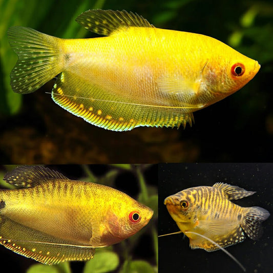 Golden Yellow Gourami | Single