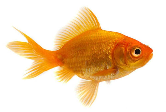 Goldfish 4-5 cms | Single