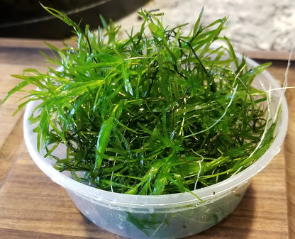 Guppy grass