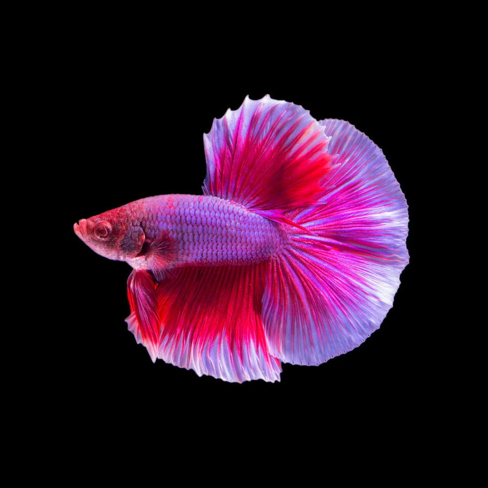 Tri Colour Betta fish | Random Colour