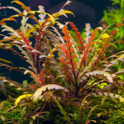 ADA TC-Hygrophila Pinnatifida UK