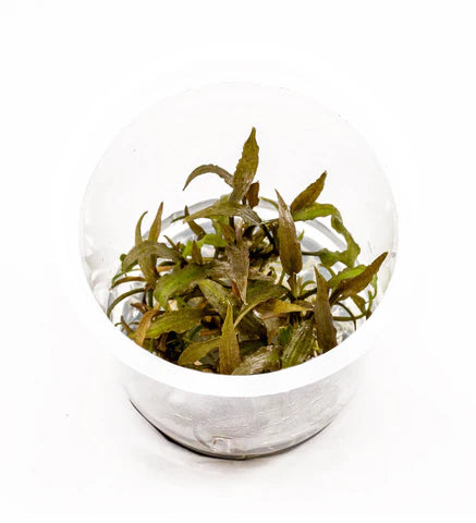 TC-Cryptocorne Axelrodi | ADA IC090