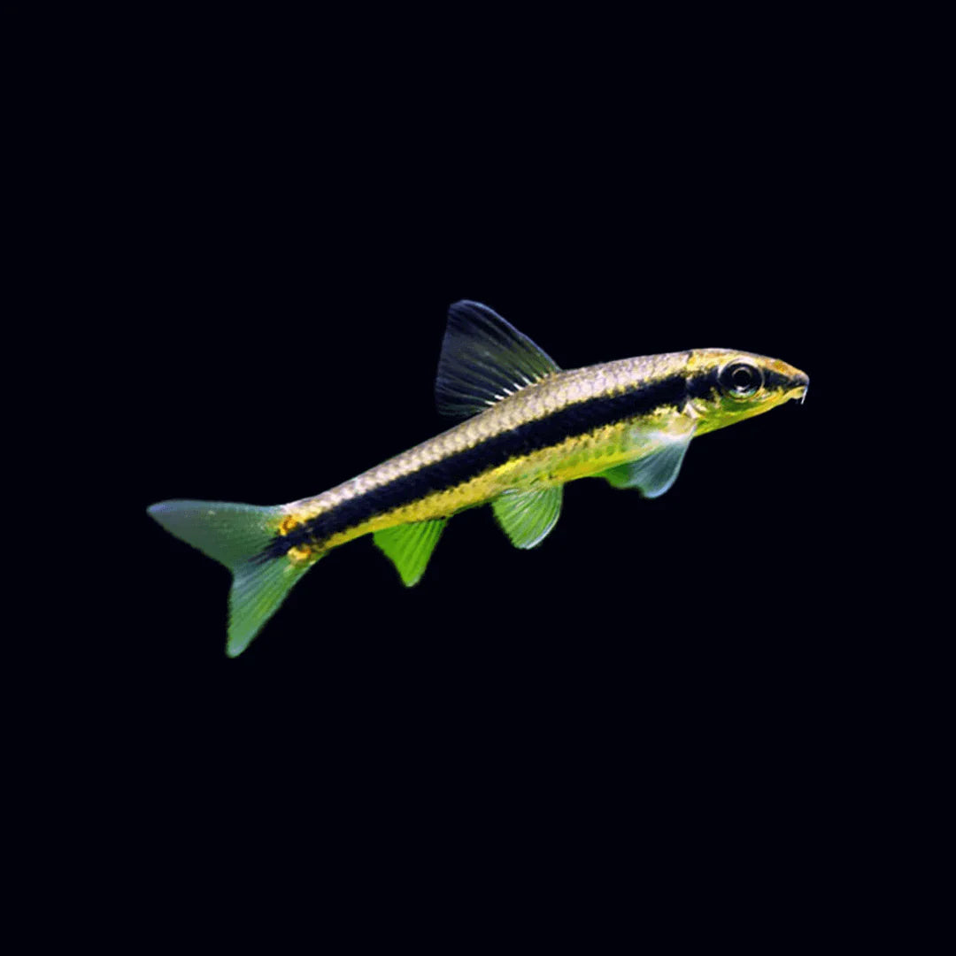 Siamese Algae eater | Single