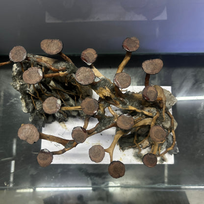 Hardscape Driftwood | 40cm x 20cm x 25cm