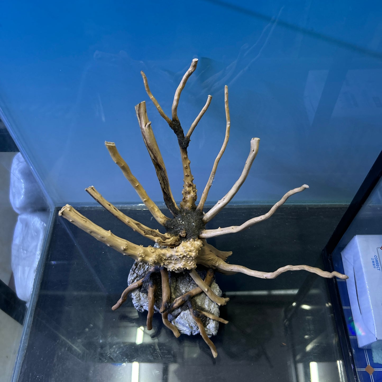 Hardscape Driftwood | 20cm x 8cm x 20cm