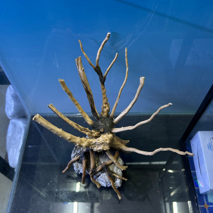 Hardscape Driftwood | 20cm x 8cm x 20cm