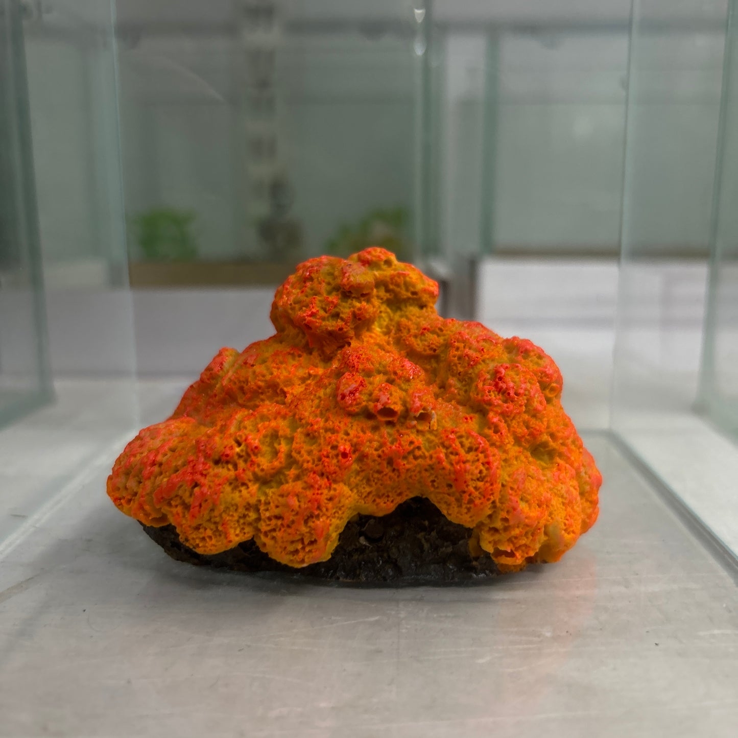 Decor Coral toy