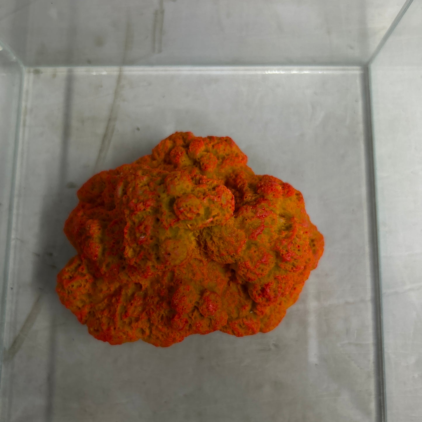 Decor Coral toy