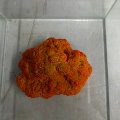 Decor Coral toy