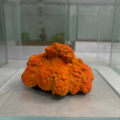 Decor Coral toy