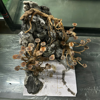 Hardscape Driftwood | 40cm x 40cm x 40cm