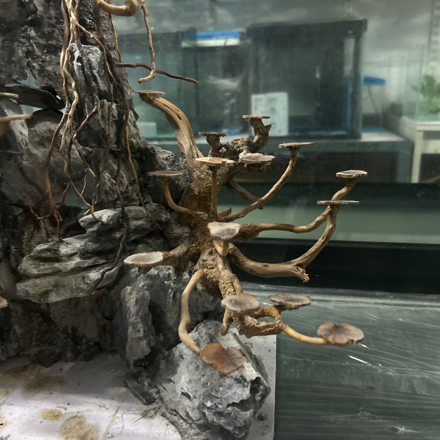Hardscape Driftwood | 40cm x 40cm x 40cm