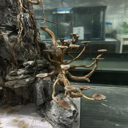 Hardscape Driftwood | 40cm x 40cm x 40cm