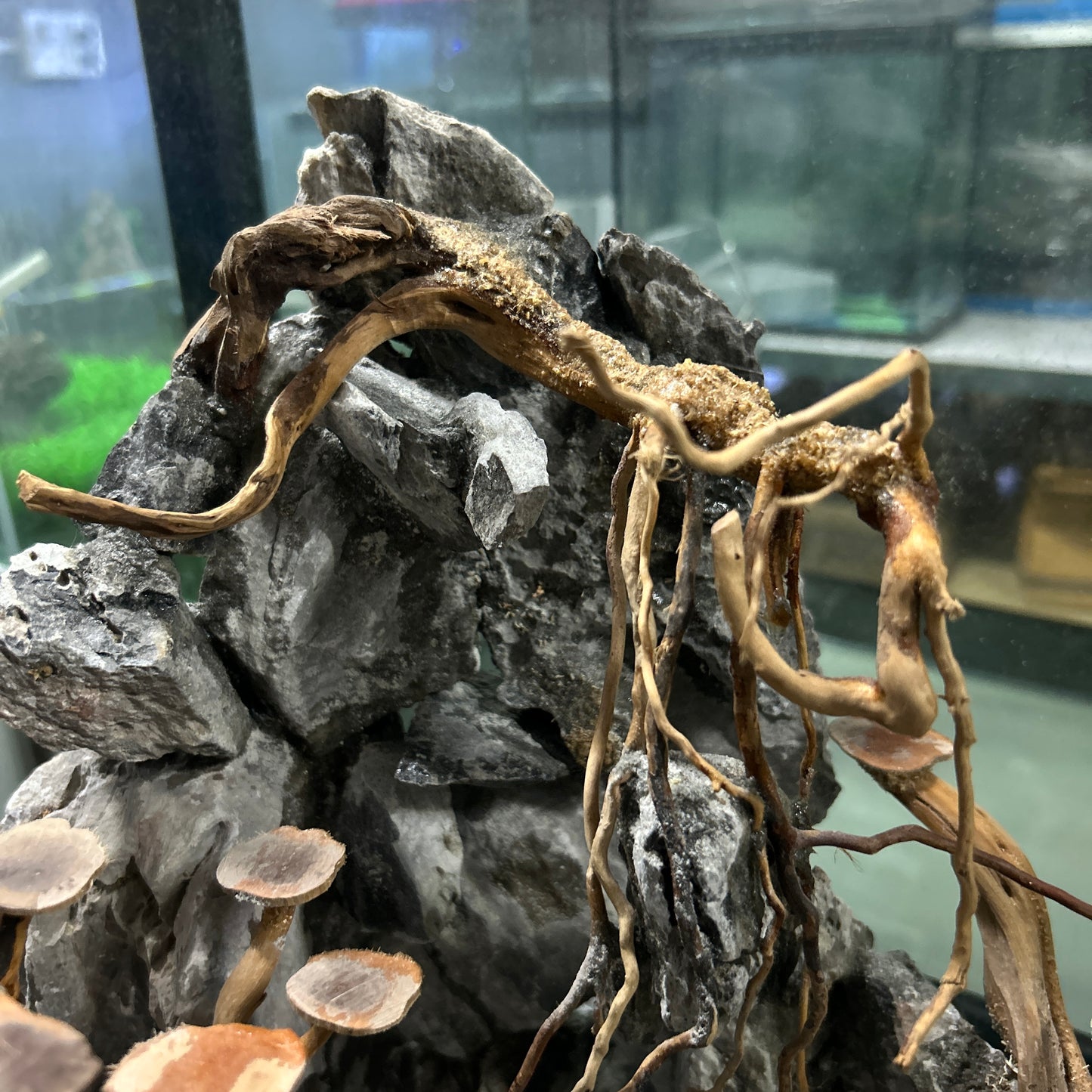 Hardscape Driftwood | 40cm x 40cm x 40cm