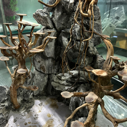 Hardscape Driftwood | 40cm x 40cm x 40cm