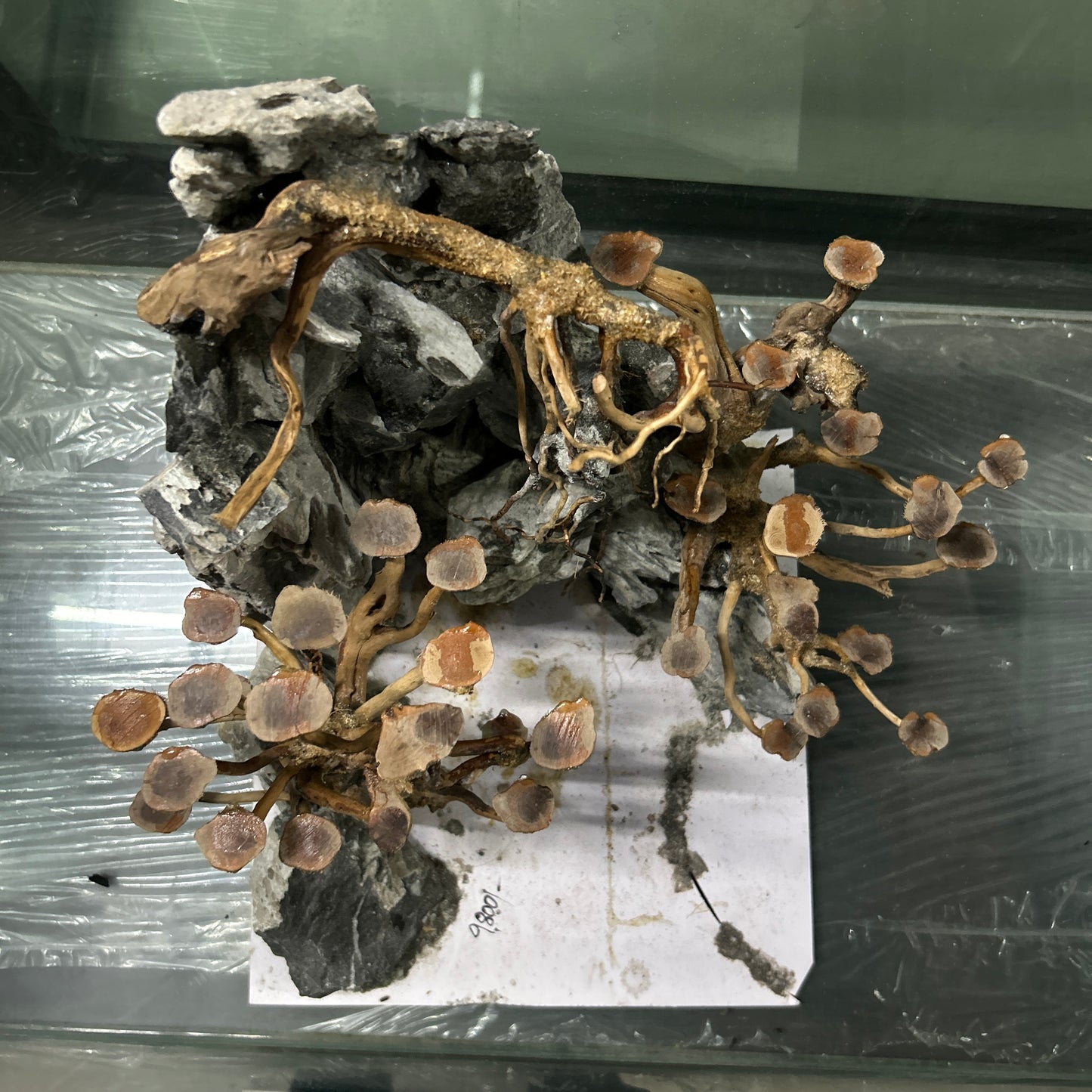 Hardscape Driftwood | 40cm x 40cm x 40cm