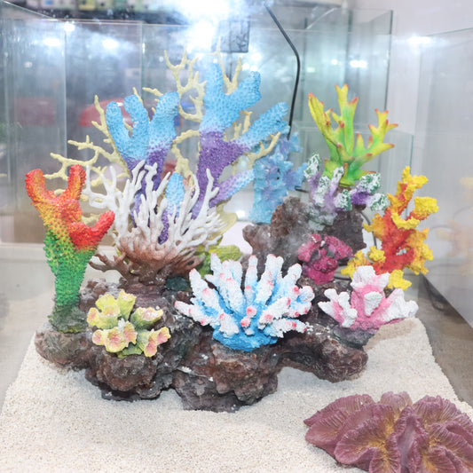 12 in 1 set Imported Coral