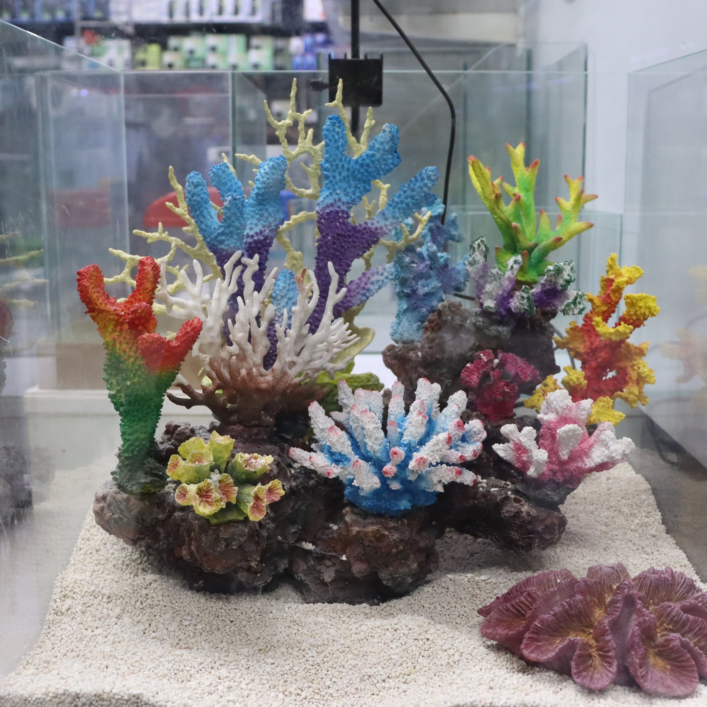 12 in 1 set Imported Coral