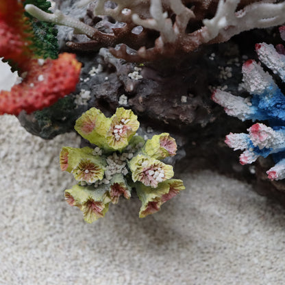12 in 1 set Imported Coral