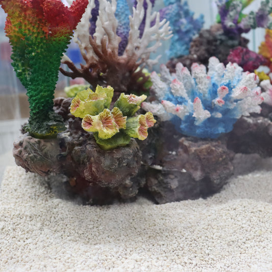 12 in 1 set Imported Coral